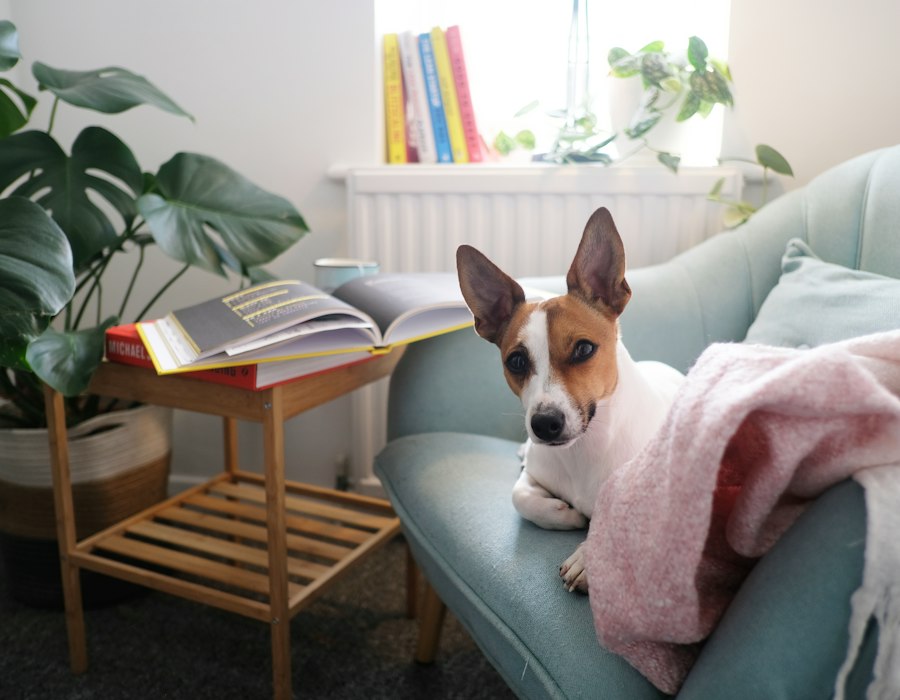 Dog on a couch with no pet odor