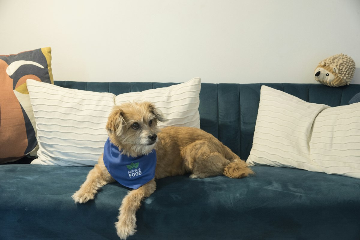 Pet odor removal Denver